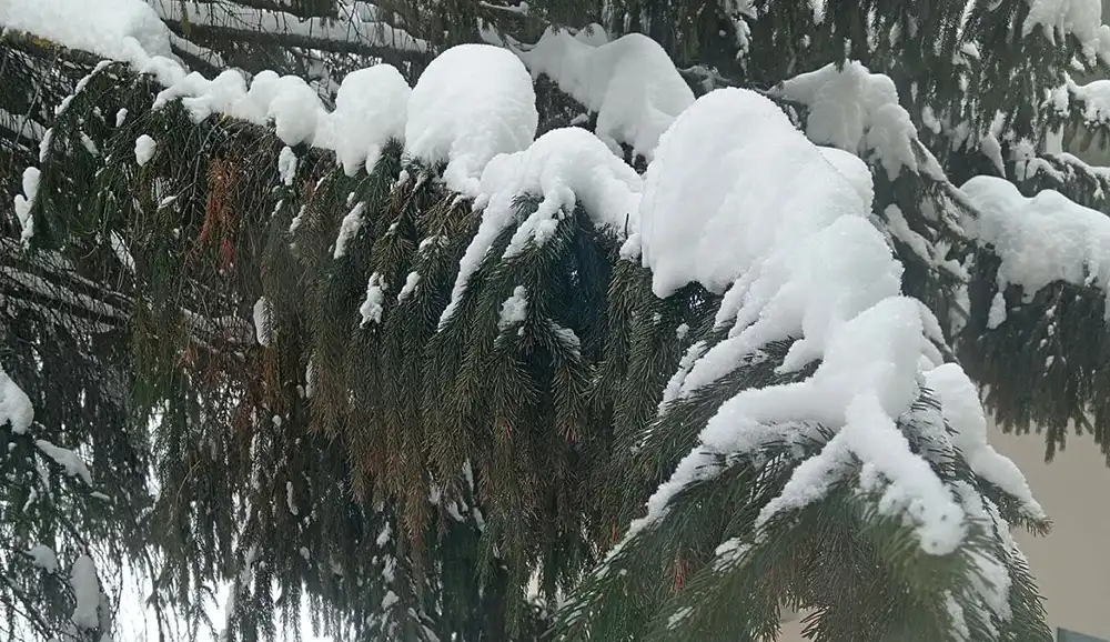 снег на ветках ели