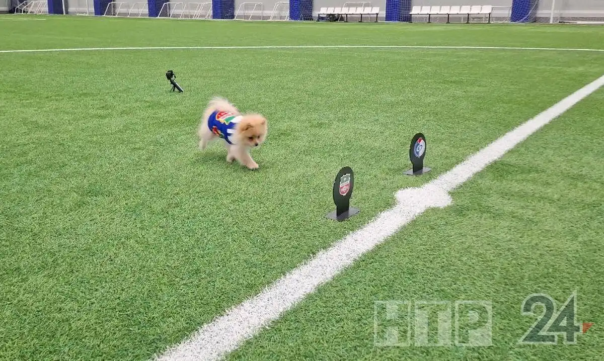 пес Жорик спортивного комментатора Александра Халина из Нижнекамска