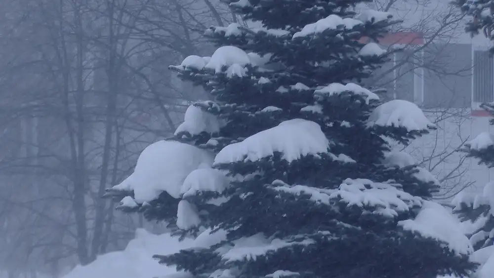 занесенная снегом ель