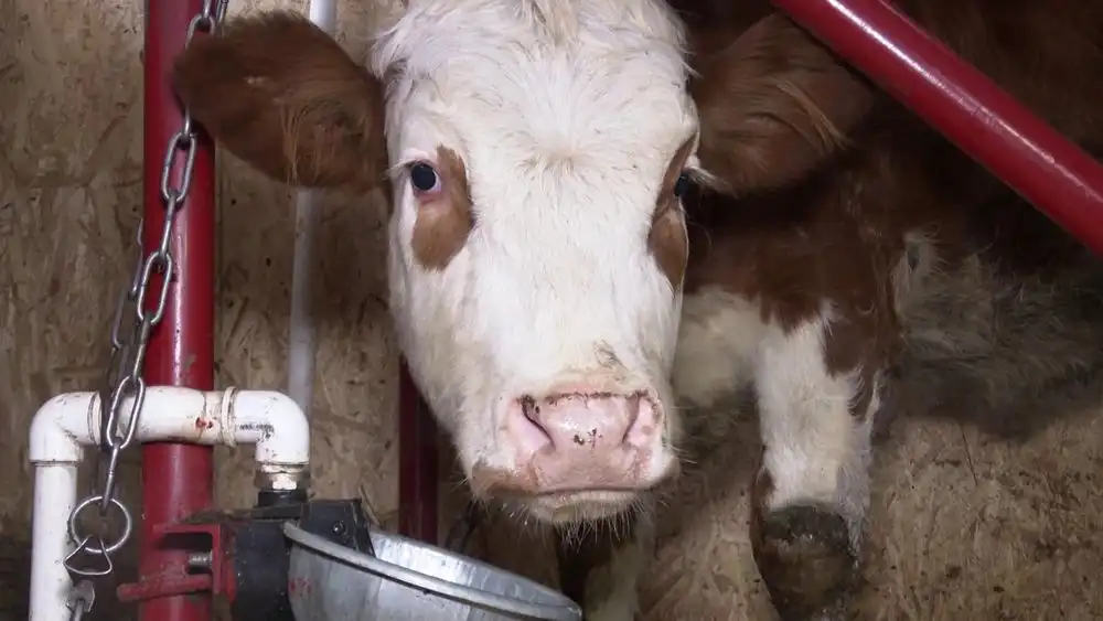 корова на ферме