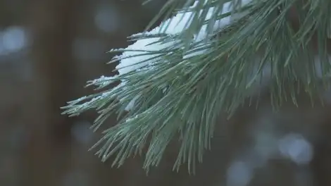 На смену морозам в Татарстан идёт потепление - телеканал НТР 24