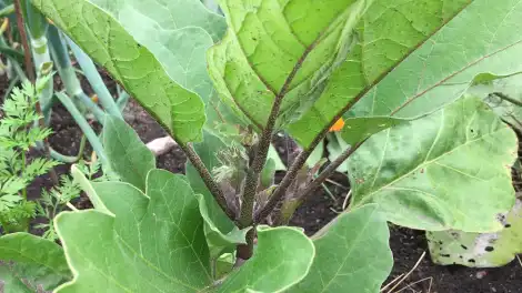 Когда сеять баклажаны на рассаду в разных регионах России - телеканал НТР 24