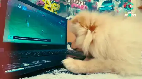 Шпиц спортивного комментатора из Нижнекамска стал звездой Первой футбольной лиги - телеканал НТР 24