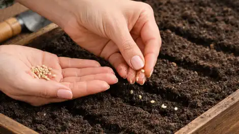 Что сеять в феврале в России: овощи и цветы с длительным вегетационным периодом - телеканал НТР 24