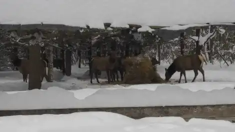 Солонцы и снежные трассы: как зверям в лесах Татарстана помогают пережить зиму - телеканал НТР 24