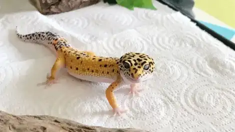 Новые экзотические животные появились в ДЭБЦ Нижнекамска - телеканал НТР 24