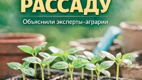 Что губит рассаду – объяснили эксперты-аграрии