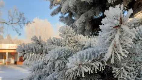 Врачи рассказали о пользе и рисках морозной погоды для татарстанцев - телеканал НТР 24