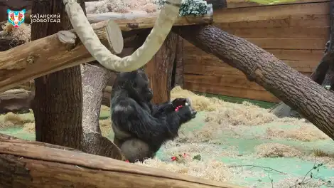 В Татарстане в зоопарке устроили вечеринку для горилл - телеканал НТР 24