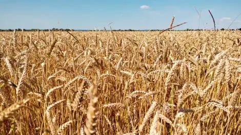 В Татарстане восстановили 37 тысяч гектаров орошаемых земель - телеканал НТР 24