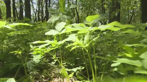 Эксперты предупреждают о раннем пробуждении клещей из-за снежной зимы - телеканал НТР 24