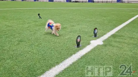 В Нижнекамске появился пёс-предсказатель итогов матчей - телеканал НТР 24