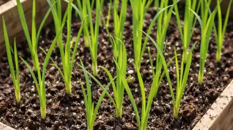Когда сеять лук-порей на рассаду: подробное руководство для огородников - телеканал НТР 24