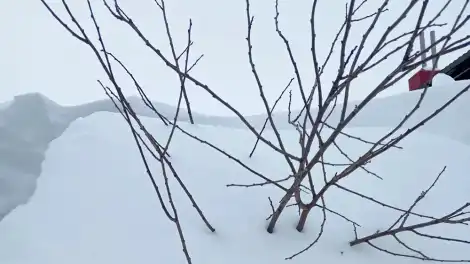 Что делать в саду в феврале: пошаговый план работ после сильных снегопадов - телеканал НТР 24