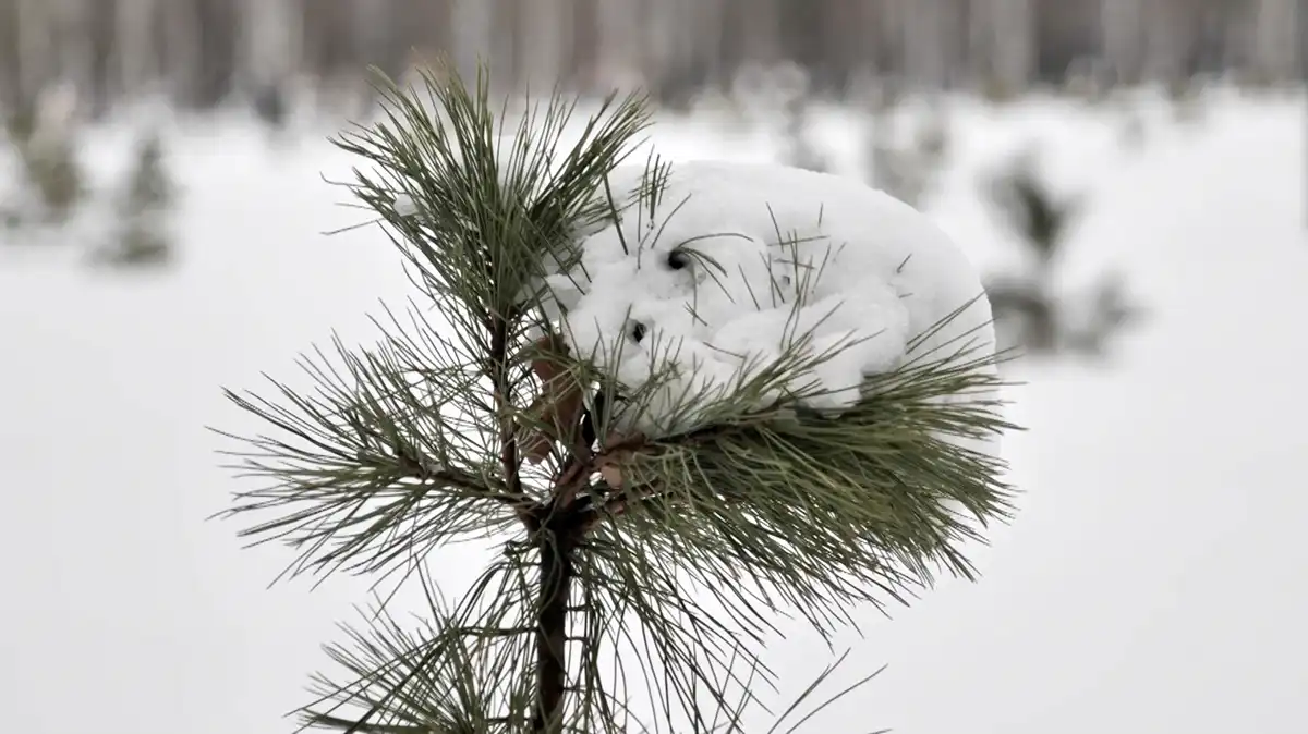 Сосна под снегом, морозная погода