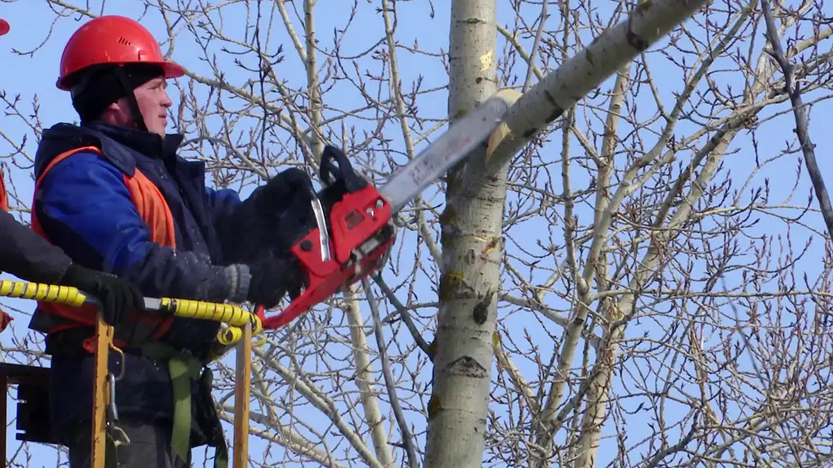 В Нижнекамске ведётся омолаживающая обрезка деревьев