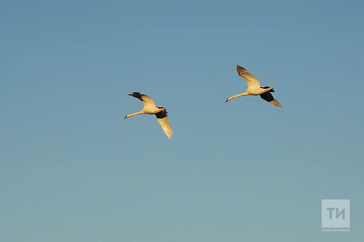 Татарстанга күчмә кошлар күпләп кайта башлады