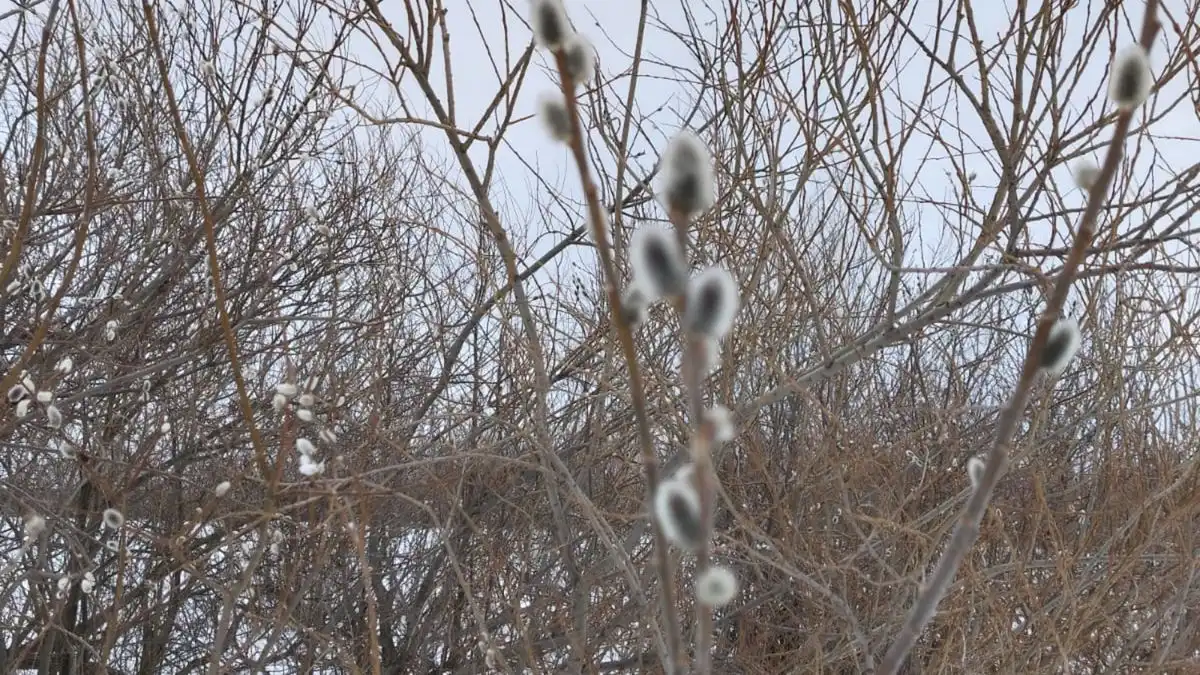 верба цветущая