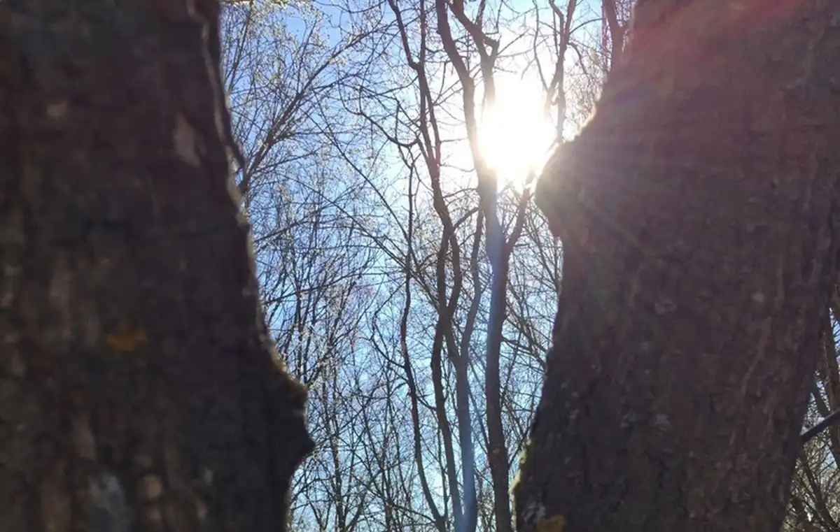 солнце в просвете между деревьями