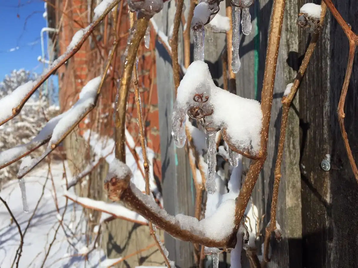 сосульки потепление