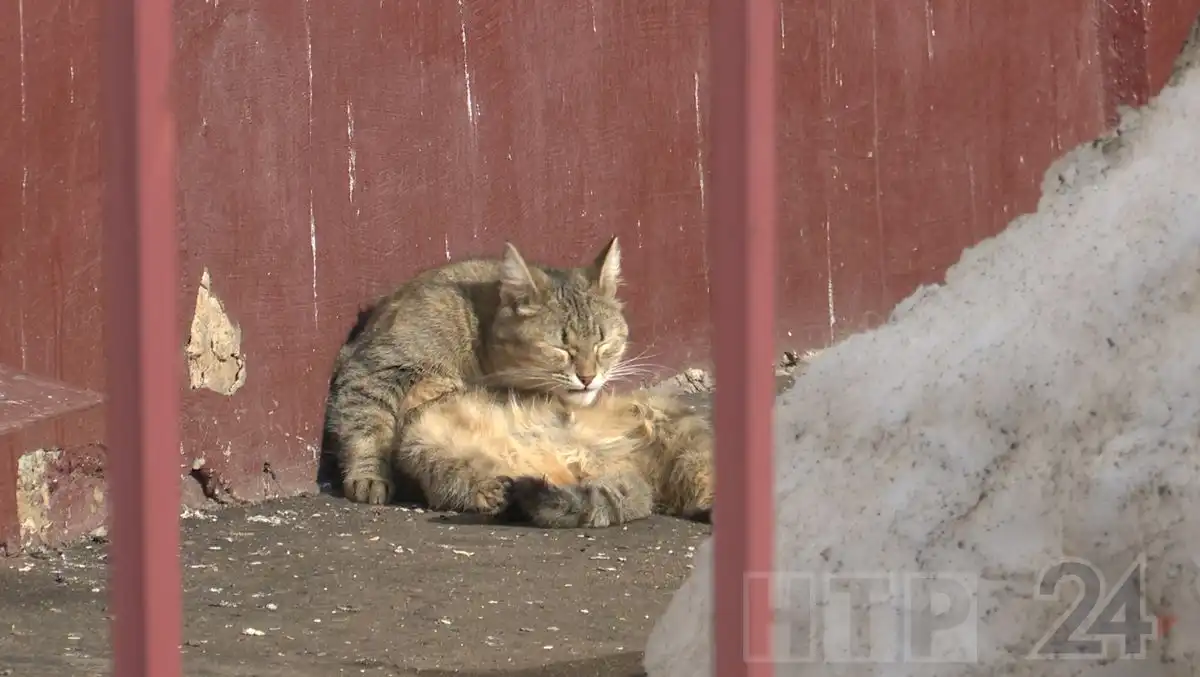 кошка на улице