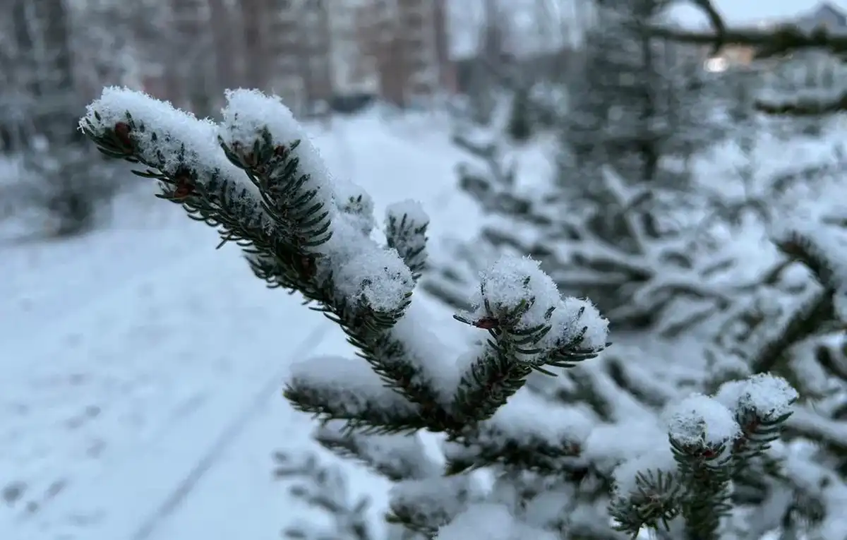 Веточка ёлки в снегу