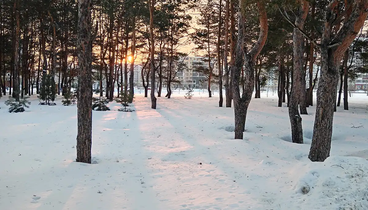 Сосновая опушка в парке Семья