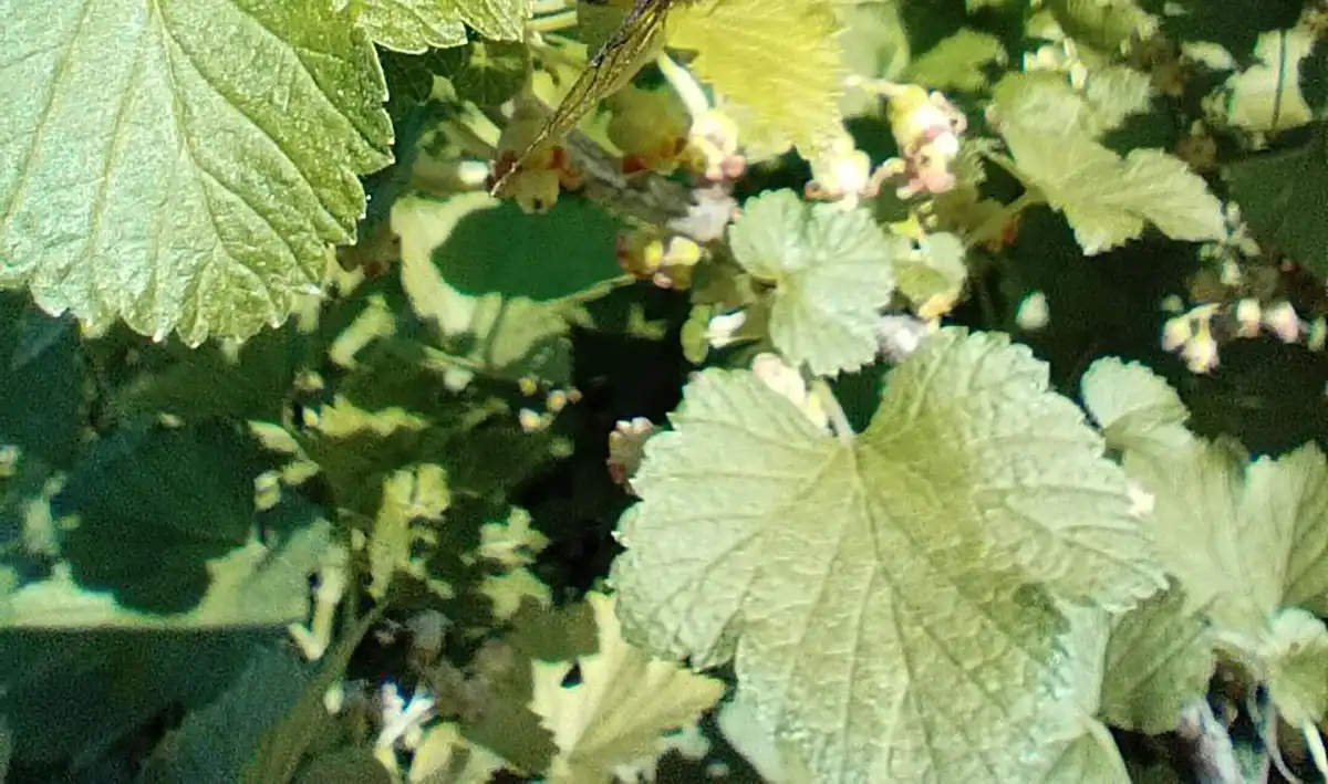 Куст черной смородины