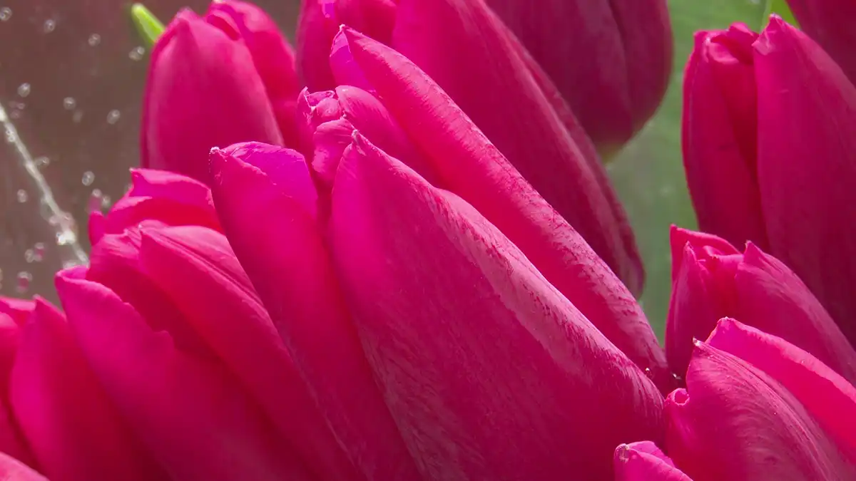 Тюльпаны к 8 Марта