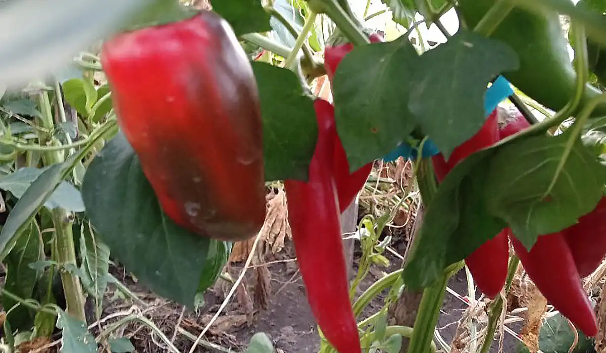 Сладкий болгарский перец в теплице
