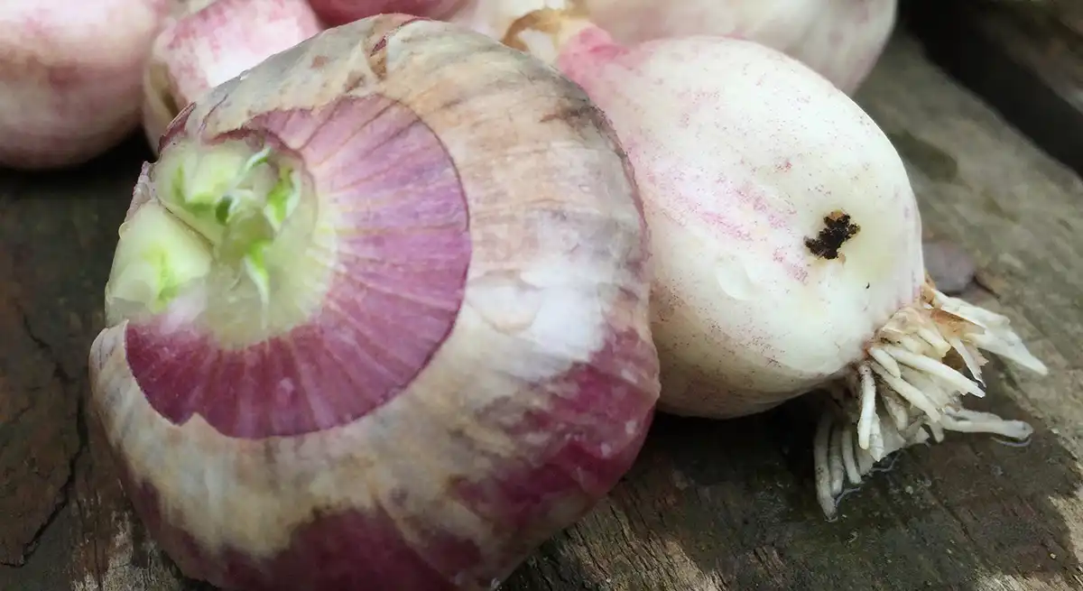 Свежий чеснок