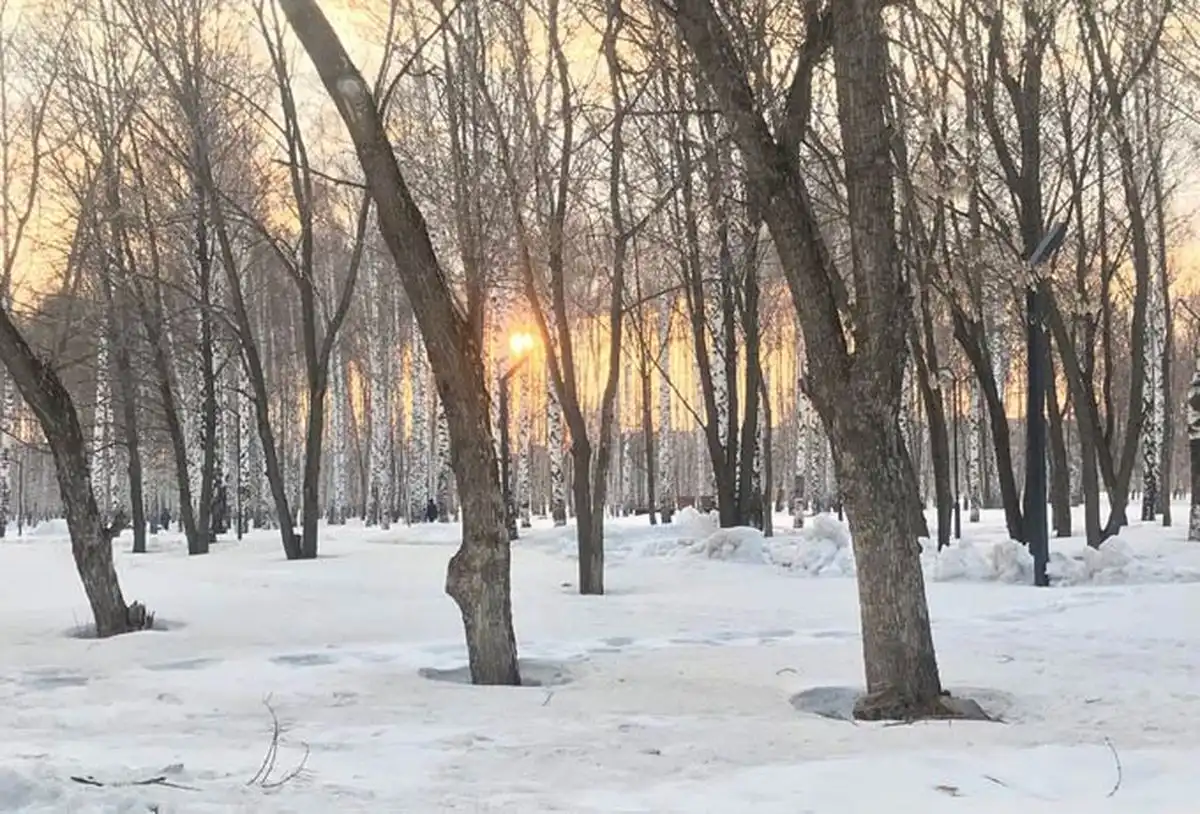 деревья в лесу в апреле снег