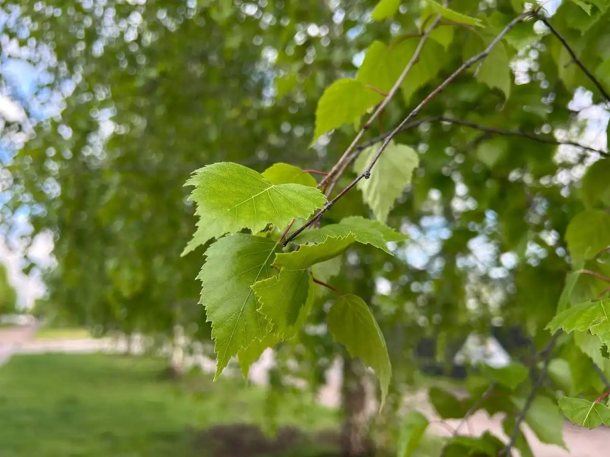 береза листья