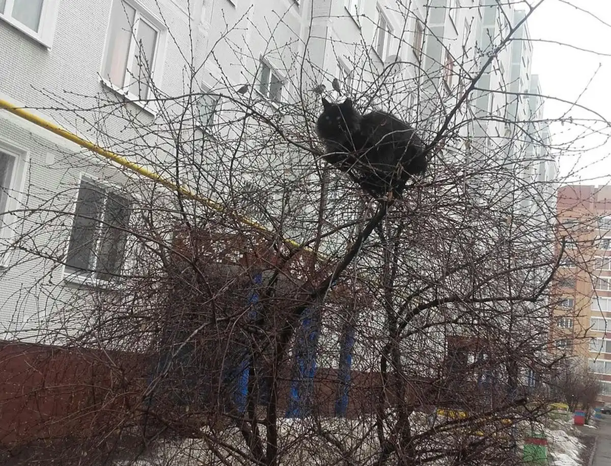 черная кошка на дереве