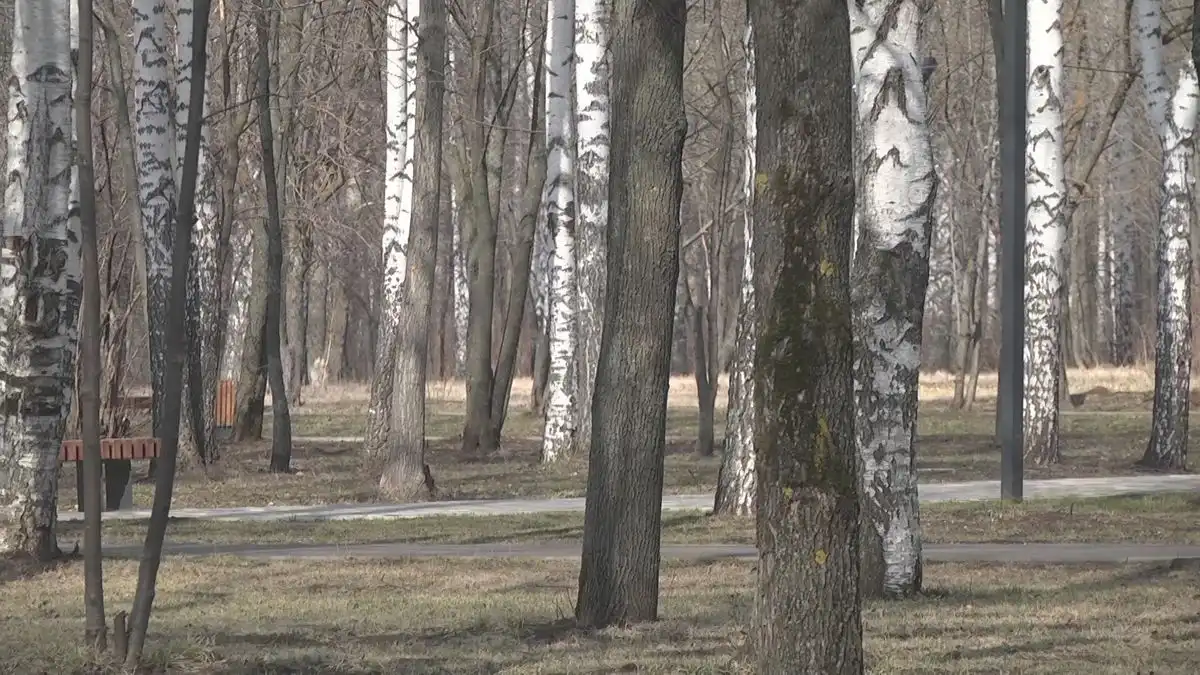 деревья в парке