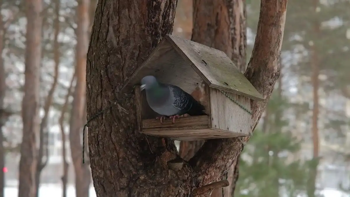 голубь в кормушке