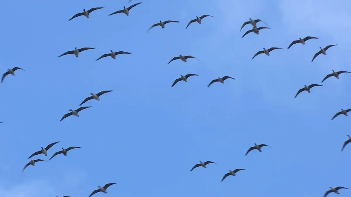 Перелетные птицы в небе