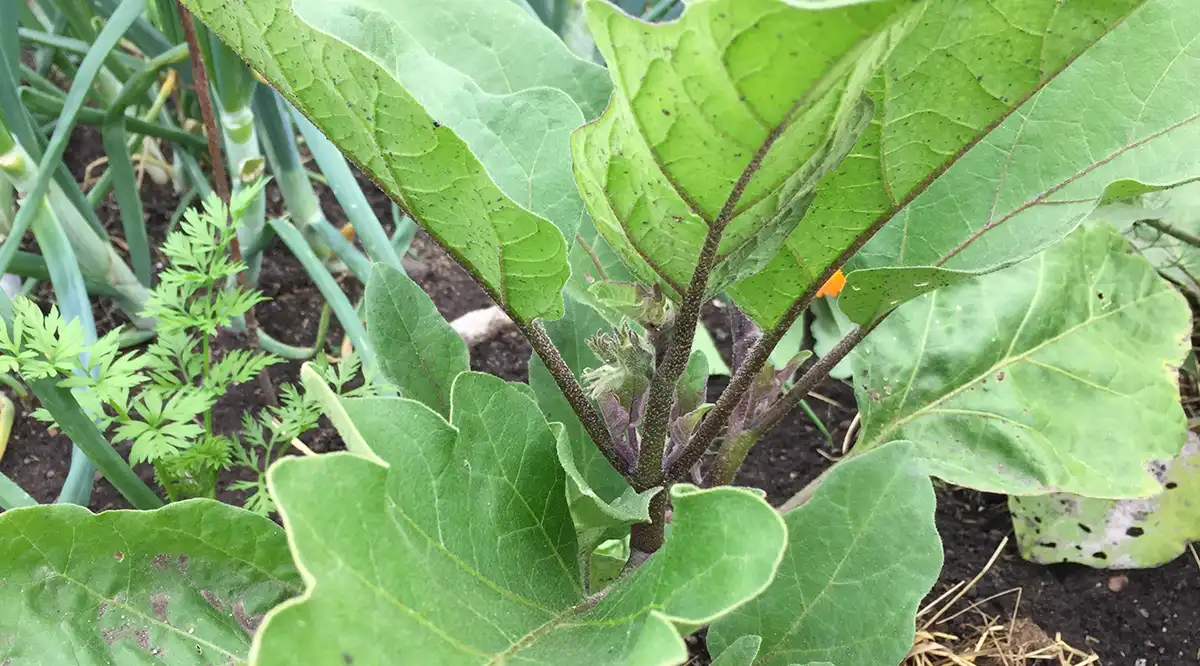 Баклажан в огороде