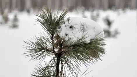 Мороз в Татарстане усилится в мартовские праздничные выходные - телеканал НТР 24