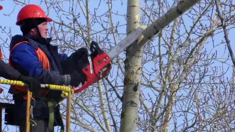 В Нижнекамске ведётся омолаживающая обрезка деревьев - телеканал НТР 24