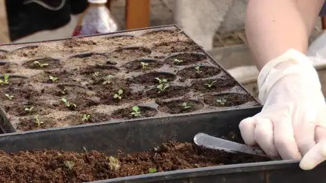 Быел Түбән Кама урамнарын 160 мең чәчәк бизиячәк - телеканал НТР 24