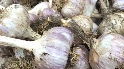 Когда сажать чеснок весной: сроки посадки, преимущества и польза для здоровья - телеканал НТР 24