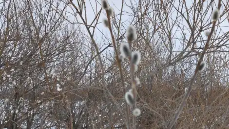 В Татарстане зацвела верба - телеканал НТР 24