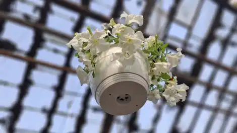 В Нижнекамске озеленители выращивают цветы для украшения городских клумб - телеканал НТР 24