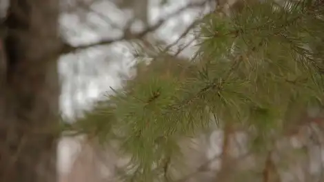 От +9 днем до -9 ночью: весна в Татарстане готовит резкие перепады - телеканал НТР 24