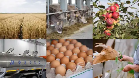 В Татарстане стартуют республиканские конкурсы для сельхозпроизводителей - телеканал НТР 24