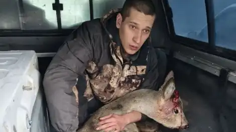 Рана ноги и сломанный рог: в Буинске спасли косулю, забежавшую на территорию больницы - телеканал НТР 24