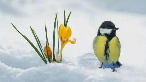 В Татарстане потеплеет до +2 градусов - телеканал НТР 24