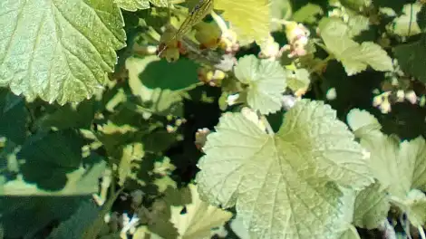 Одна ложка под куст — и смородина завалит ягодами: секретная подкормка - телеканал НТР 24