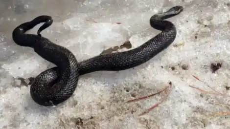 В Татарстане начали просыпаться змеи — блогер показал гадюку - телеканал НТР 24